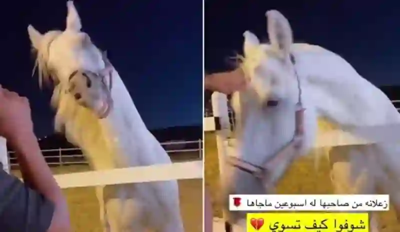 فيديو مؤثر لخيل تعاتب صاحبها بعد غيابه عنها لمدة أسبوع 