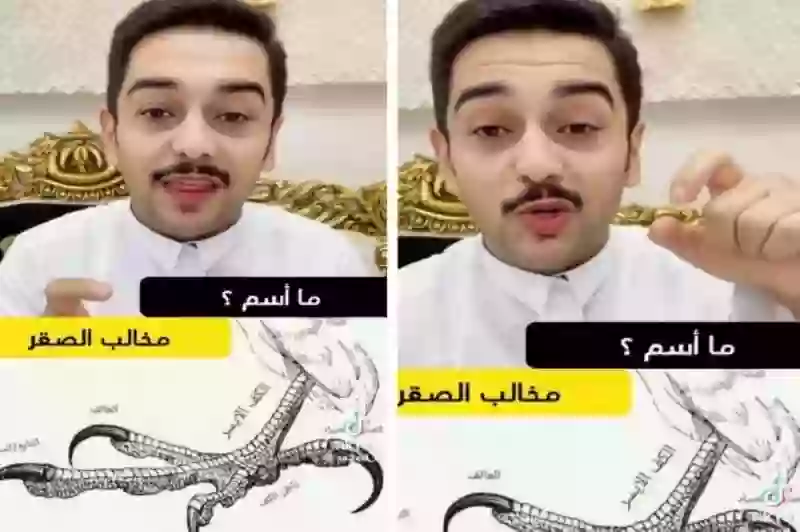 شاهد: وظيفة كل مخلب من مخالب الصقر 