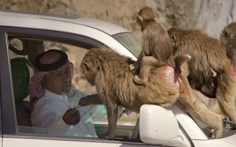 الداخلية تعلن اتخاذ هذا الاجراء بحق مواطن كان يمارس سلوك شاذ ومقزز مع القرود